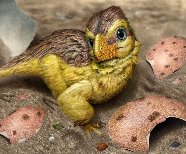 Dinosaur eggshells are accurate timekeepers of fossil age, study finds
