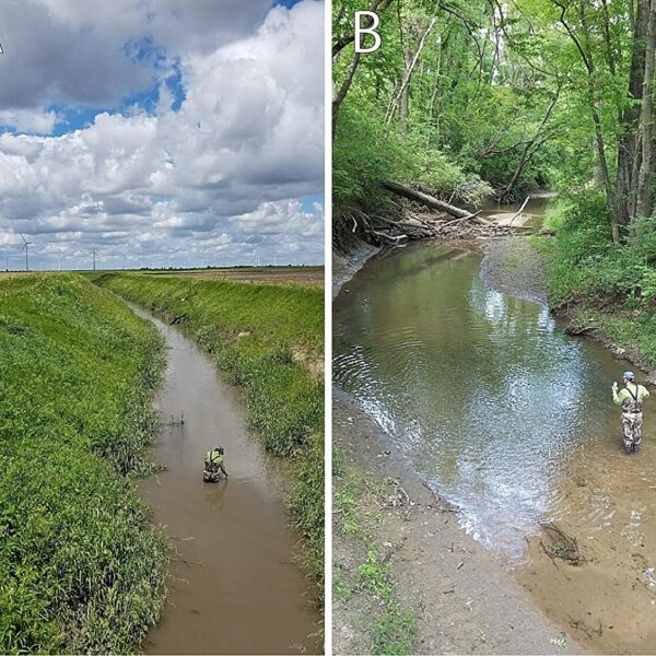 Terrestrial biodiversity grows with tree cover in agricultural landscapes
